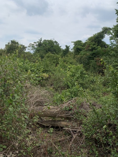 20250531屏東武潭(新厝山)2803213