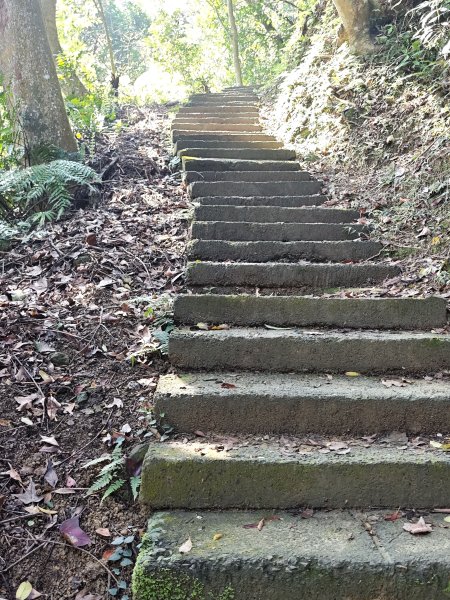 2026-0221造鎮-太極嶺-桐花公園-承天禪寺-永寧站3005802