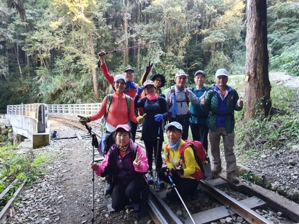 【阿里山鄉】二萬坪步道及神木黑森林1585500