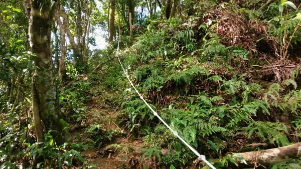 坪林區金瓜寮土地公-火炎山東峰-火炎山-火炎山南峰-金瓜寮土地公O型3138297