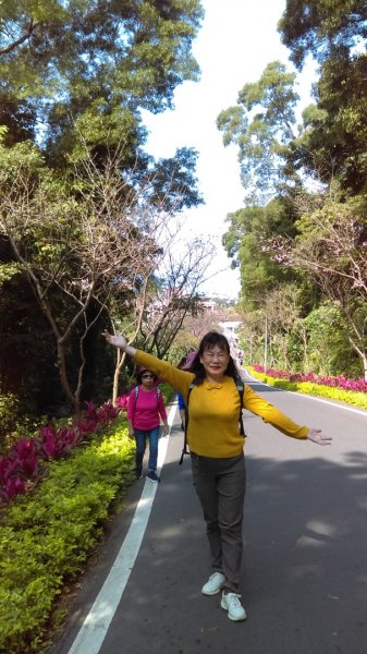 絢麗燦爛的滬尾櫻花大道、景致優美的天元宮874754