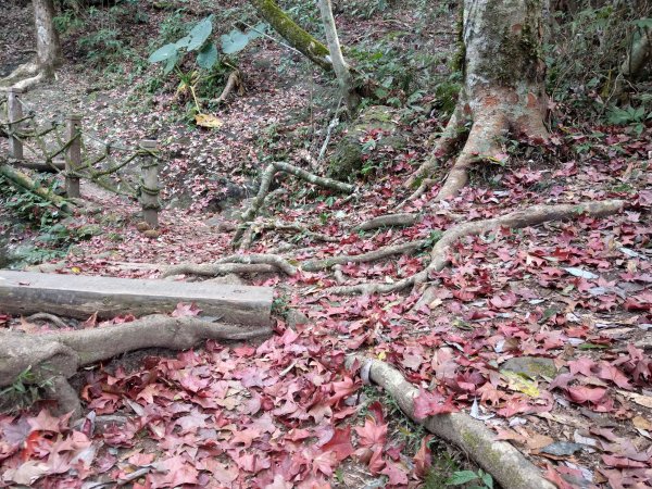 馬那邦山(小百岳#37)登山步道。點點楓紅 2020/12/131425314