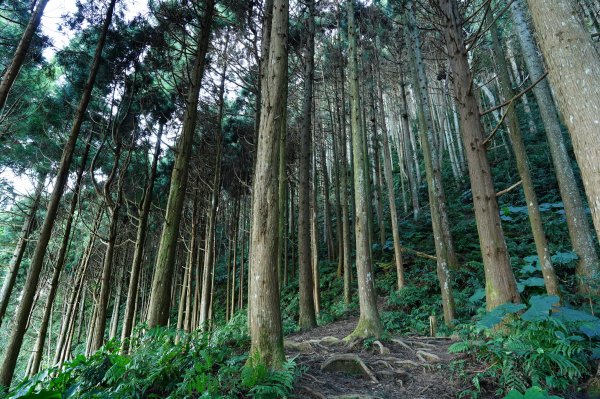 新竹 五峰 油羅山2654135