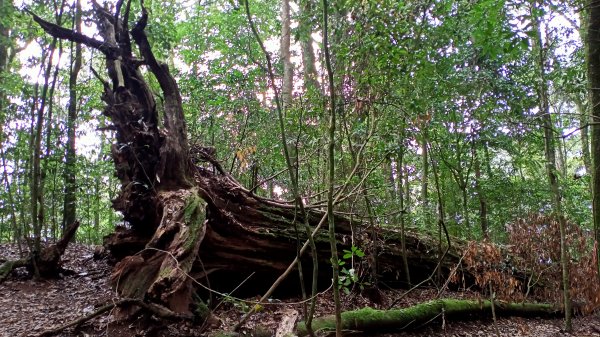 林相優美的臺中長壽山、肥崠山 - 鳶嘴西稜步道封面