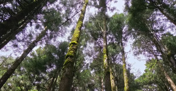 【中級山】宜蘭小百岳，三星山3131431