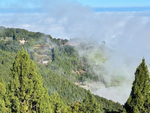 觀霧-榛山步道2925989