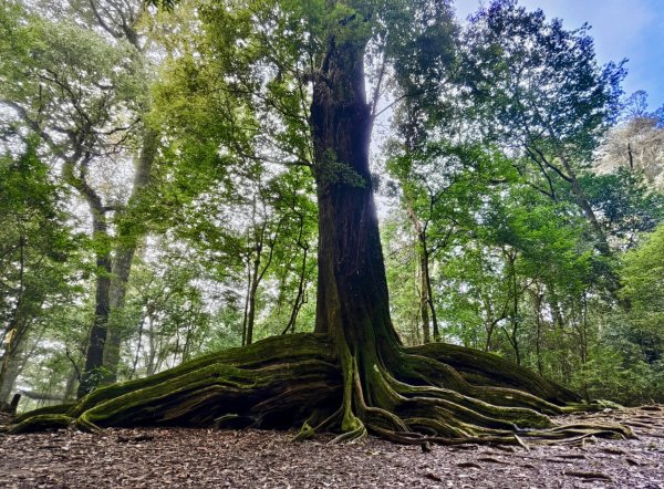 20250209 觀雪縱走2712931