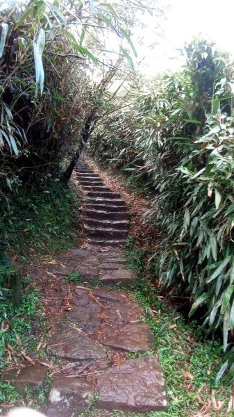 大屯山主峰步道1938085