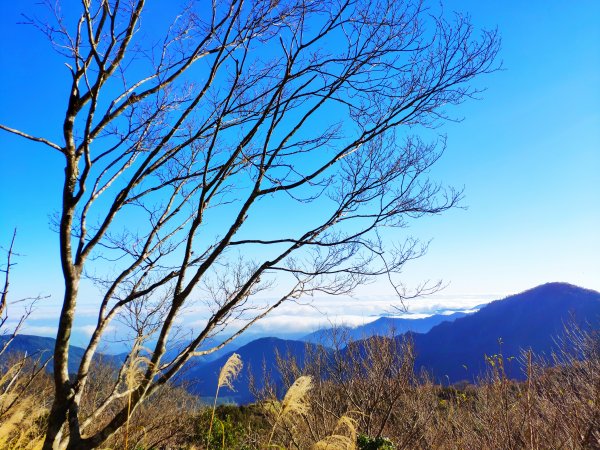 山毛櫸國家步道1135661