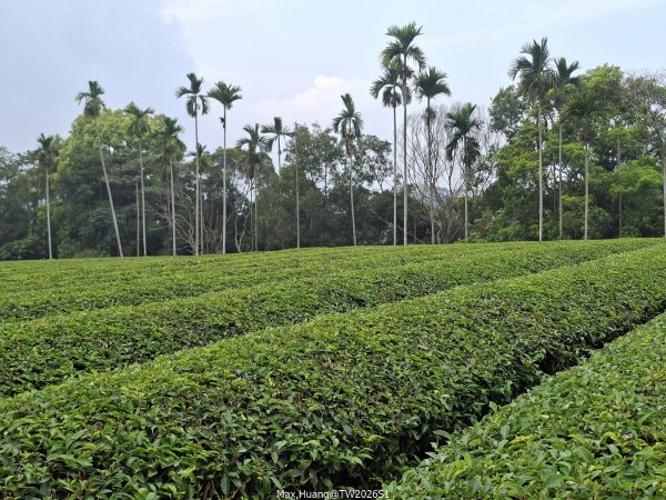 《南投》幸運之花｜草尾嶺步道賞血藤花202603293024999