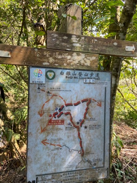 胖米奶狗狗卡白雞山1559835