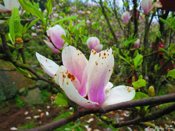 20150307~楓樹湖木蓮花~天元宮還沒開的櫻花15167