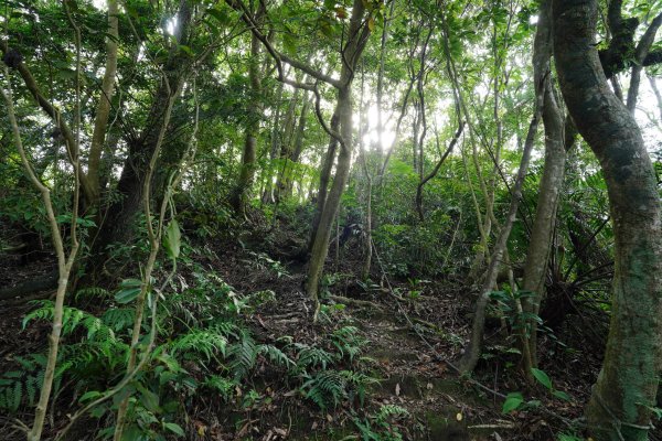 新北 新店 石碇後山、赤腳蘭山、暗寶劍山、鳥嘴尖2793495