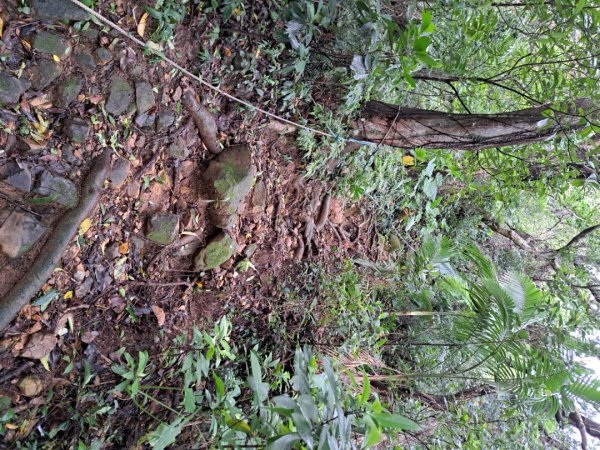 小百岳集起來劍潭親山步道3103131
