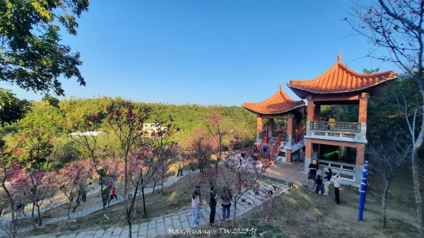《彰化》桃李櫻美｜花壇虎山巖步道x大嶺巷富士櫻202503012723664