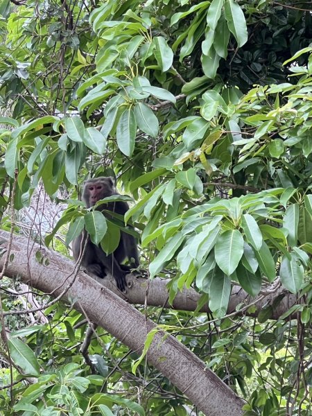 小百岳-里龍山2752571