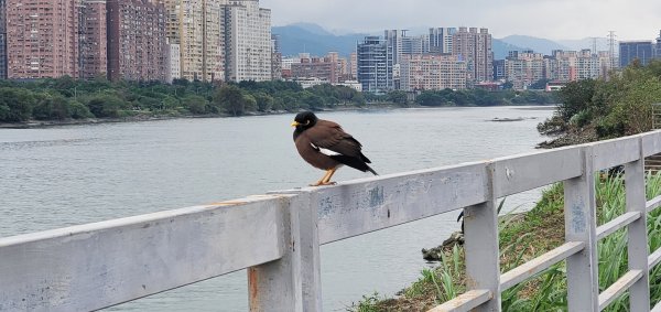 2024-12-21臺北大縱走第八段：捷運動物園站至捷運關渡站[河濱自行車道]2675289