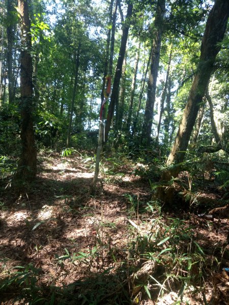 日月潭頭後雨(頭社山、後尖山、雨社山)縱走1851356