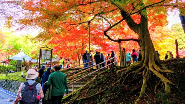 岩手縣中尊寺2930147