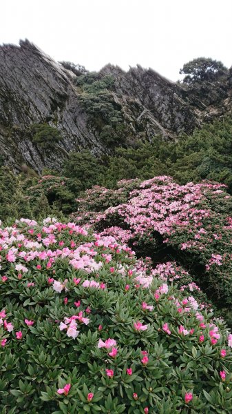 合歡山五座百岳賞杜鵑花587051