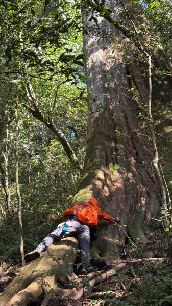 山毛櫸「最後一舞」2955254