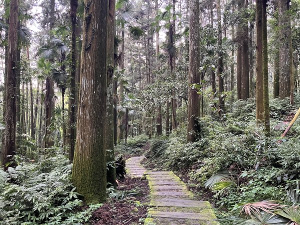 [嘉遊好步道．來嘉走走-04/10] 2024_1011 阿里山頂湖步道2624762