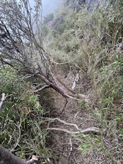 20250524 畢祿山單攻2796486