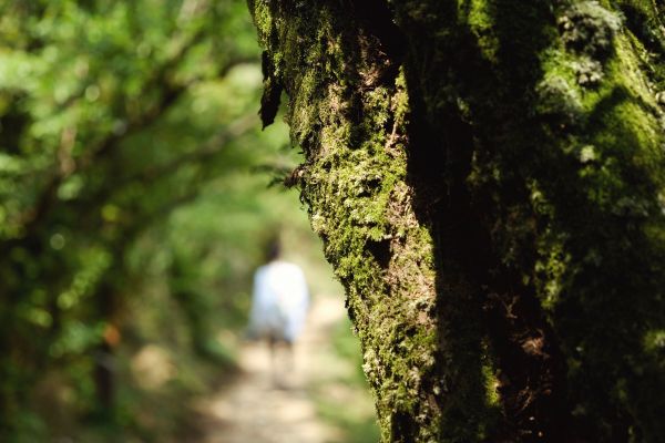 陽明山東段：風櫃嘴—頂山—石梯嶺—擎天崗309455