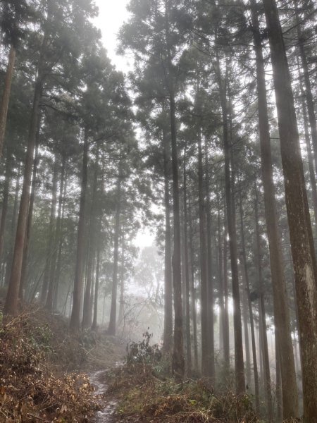 鵝公髻山🌸山上人家2719267