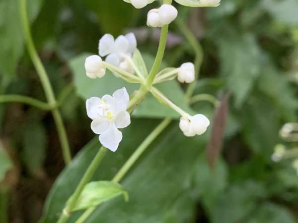 20251004高雄尾寮山-西北峰2907840