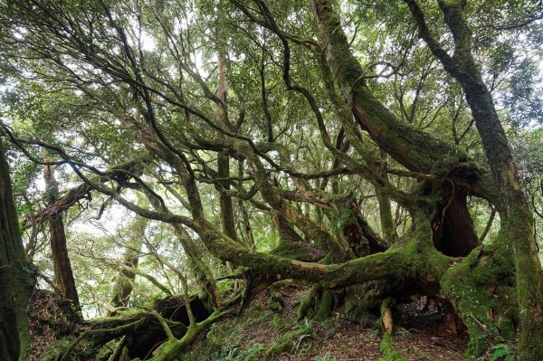 新北 烏來 山車廣山、檜山2567395