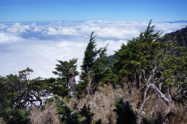 無與倫比的臺灣鐵杉與雲海～北大武山1125137