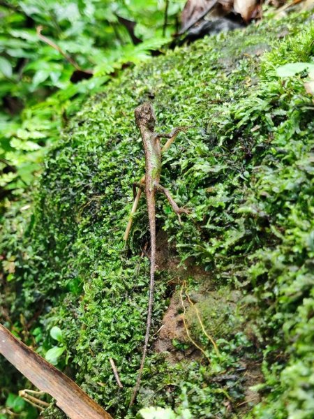 三貂嶺瀑布百大任務解鎖2957936