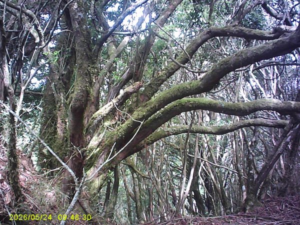 兒玉(自忠)山、東水山、東水山西峰及特富野古道O繞。3061794