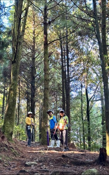 觀霧-榛山步道2926099