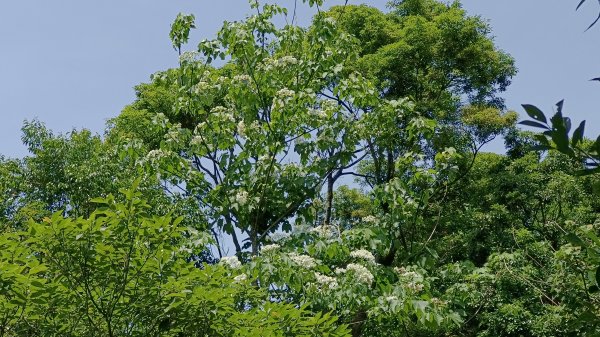 (姨婆趴趴走)第五十三集:台北內湖三山（白鷺鷥山、康樂山、明舉山）連走2774614