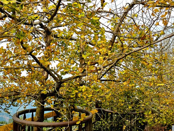 大崙山銀杏森林2966084