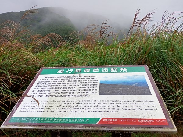 【小百岳集起來】內寮蕭家莊→桃源谷內寮線→草嶺線→福德山→#082灣坑頭山1523502