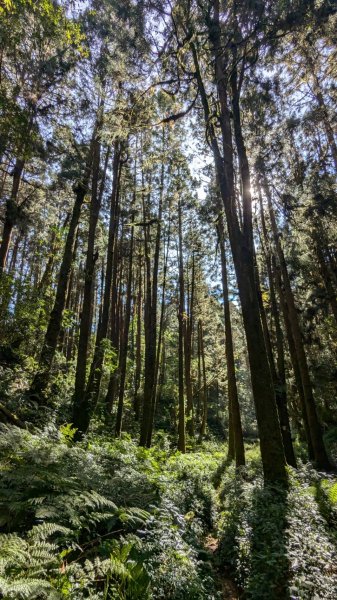 金柑樹山、忘憂森林步道｜嶺頭山2645531