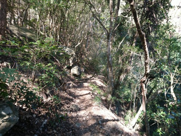 屋我尾山(麗陽線)821155