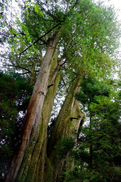 檜山巨木森林步道481559