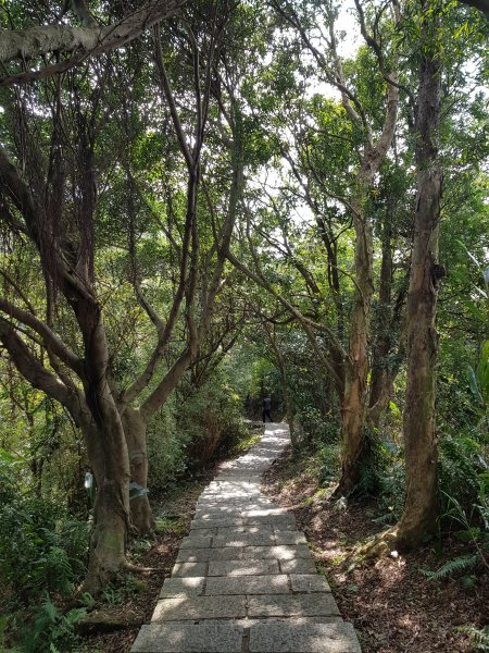 2021.01.25信義區-虎山稜線步道1247802