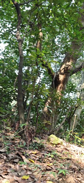 2026-0412 奇岩山_唭哩岸山_丹鳳山_軍艦岩3034884