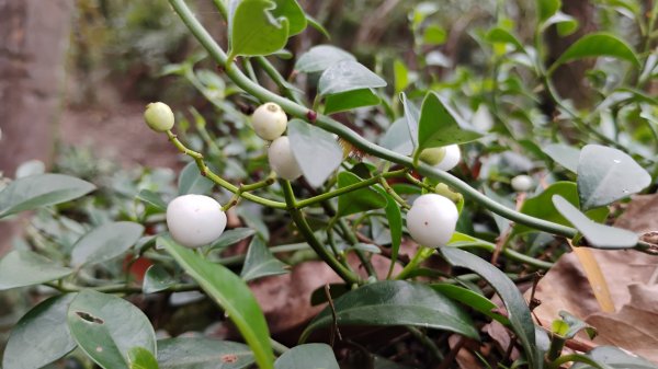 年前練練腳台北西湖近郊13連峰O型2999226