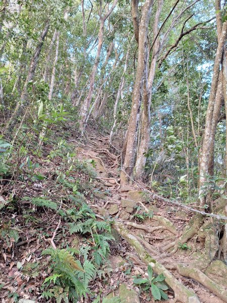 關西赤柯山+東西獅頭山+馬福山+玉山O型2670799