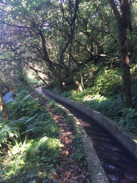 魚路古道北段賞芒203496