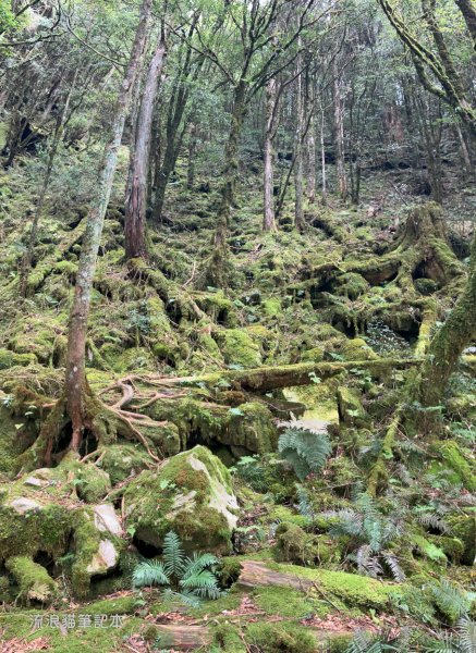 【谷關七雄】八仙山主峰步道2894887