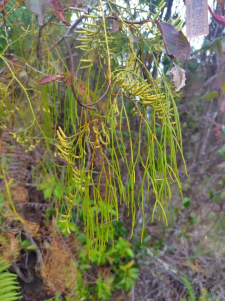 南東眼山連走有勝山2918708