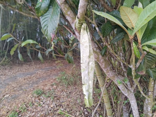 梅山鄉撿山頭2449455