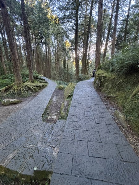 20251225塔山步道(大塔山)2970264